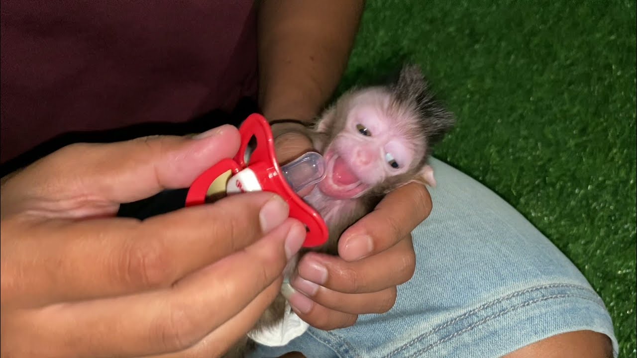 UNBOXING DOT FOR VERY SMALL BABY MONKEY