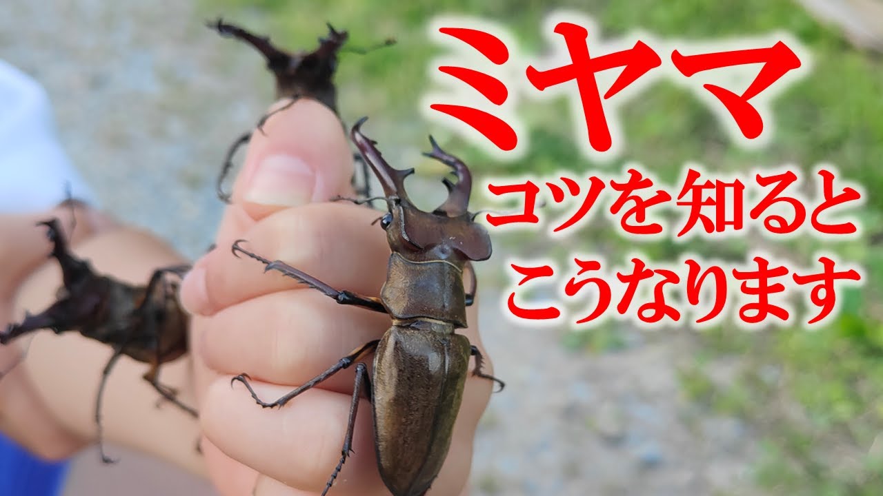 【ミヤマクワガタ採集】知らないと全然とれないので解説します
