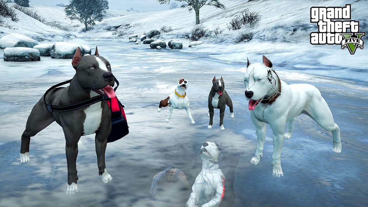 PİTBULL AİLESİ BUZUN ALTINDAKİ PİTBULL CİNNET'İ BULUYOR! - GTA 5 PİTBULL'UN HAYATI