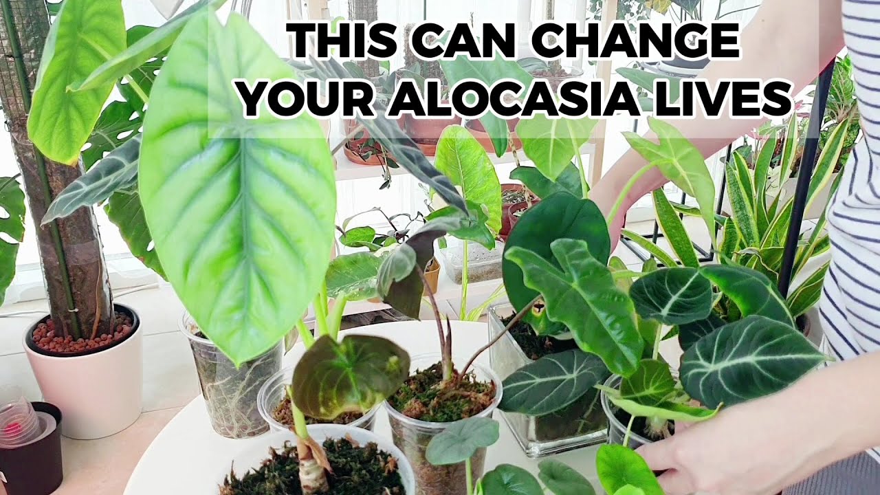 A SUBSTRATE MIX THAT MY ALOCASIAS ABSOLUTELY LOVE 🌿