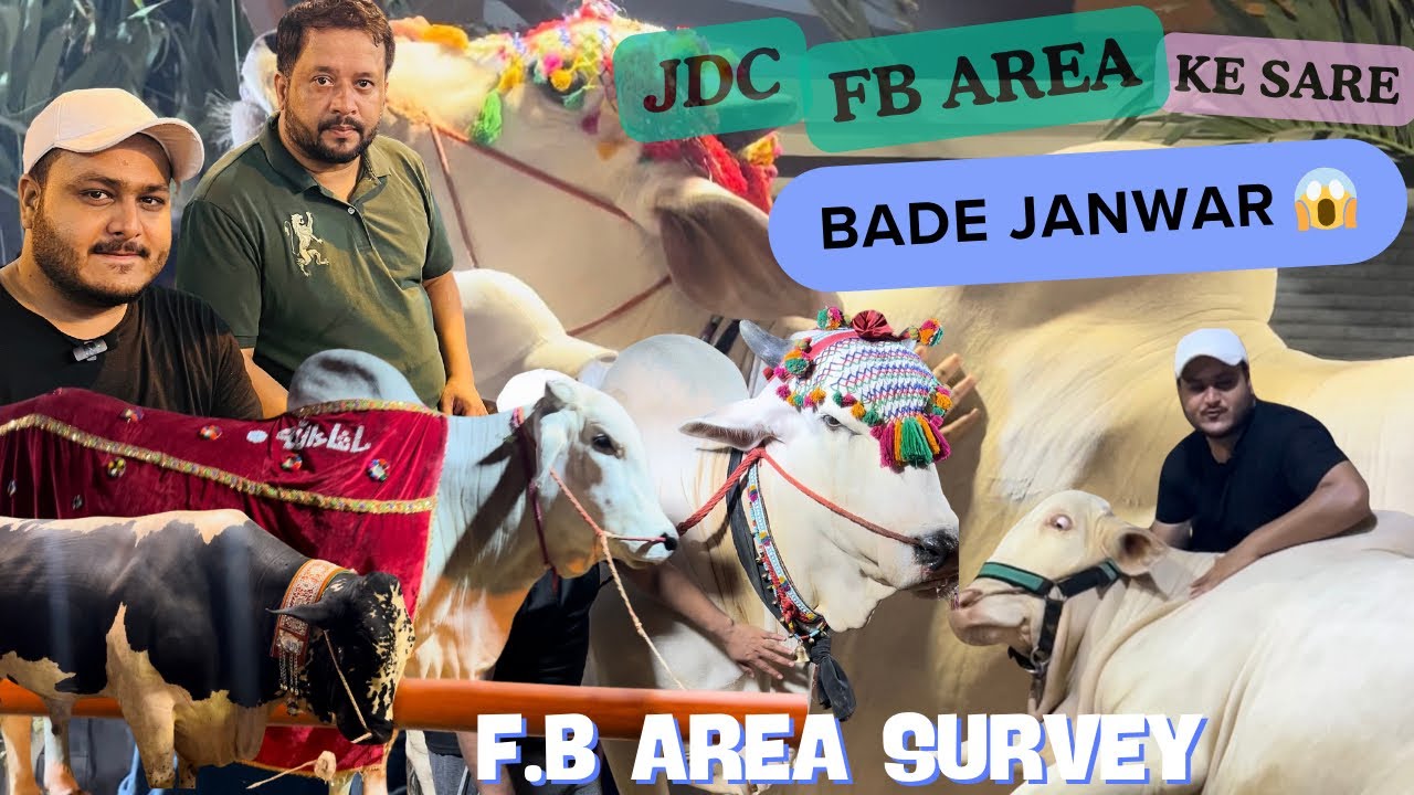 JDC 2024 KI QURBANI | ZAFAR BHAI SE MULAQAT | KARACHI KE BADE JANWAR | KAHA AYE HEN ? #bakraeid2024