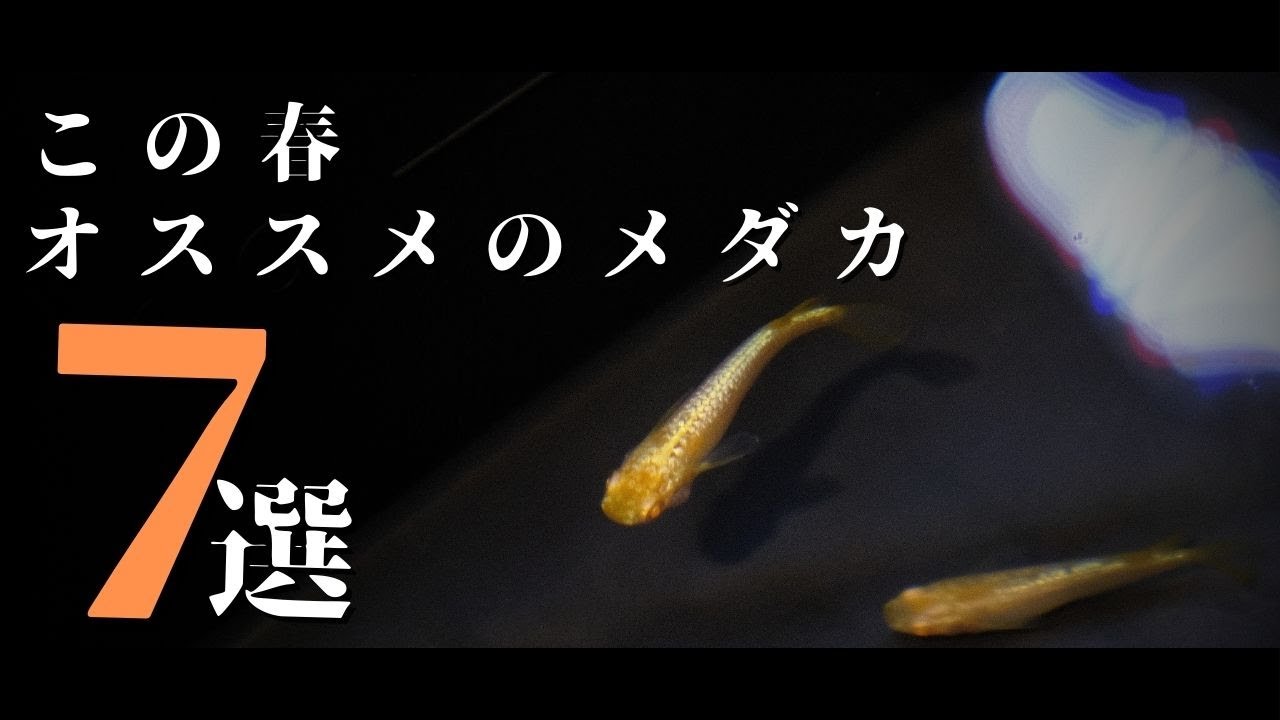 【スタッフイチオシ！】注目の改良メダカ7選をご紹介！