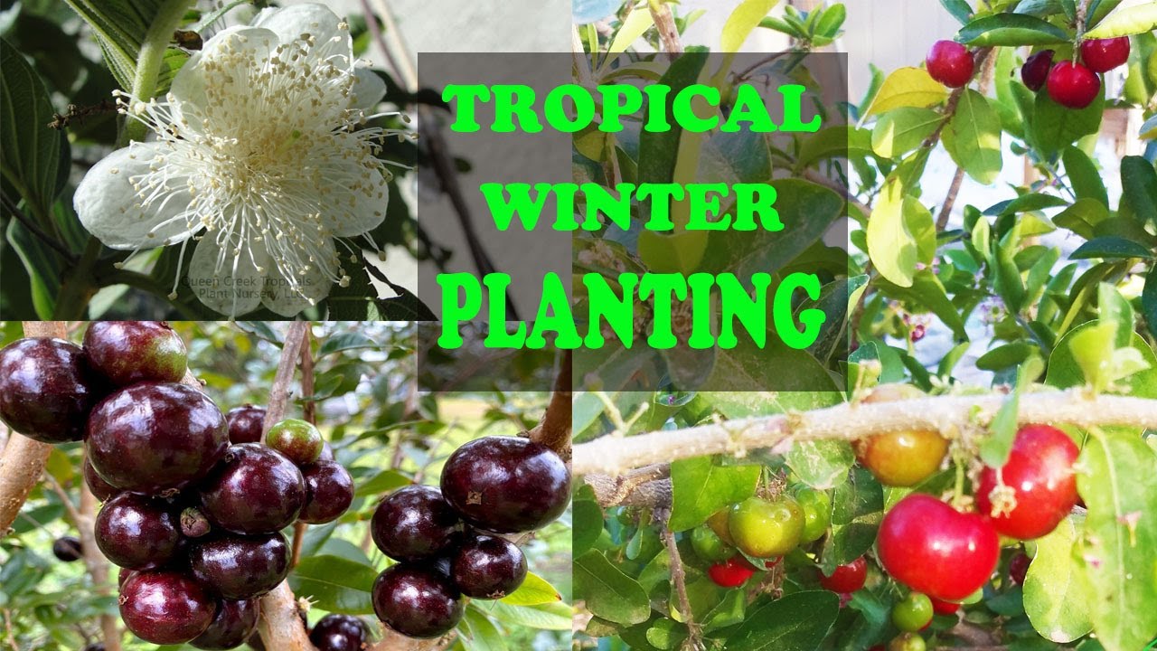 10+ Tropical Trees To Plant In Winter