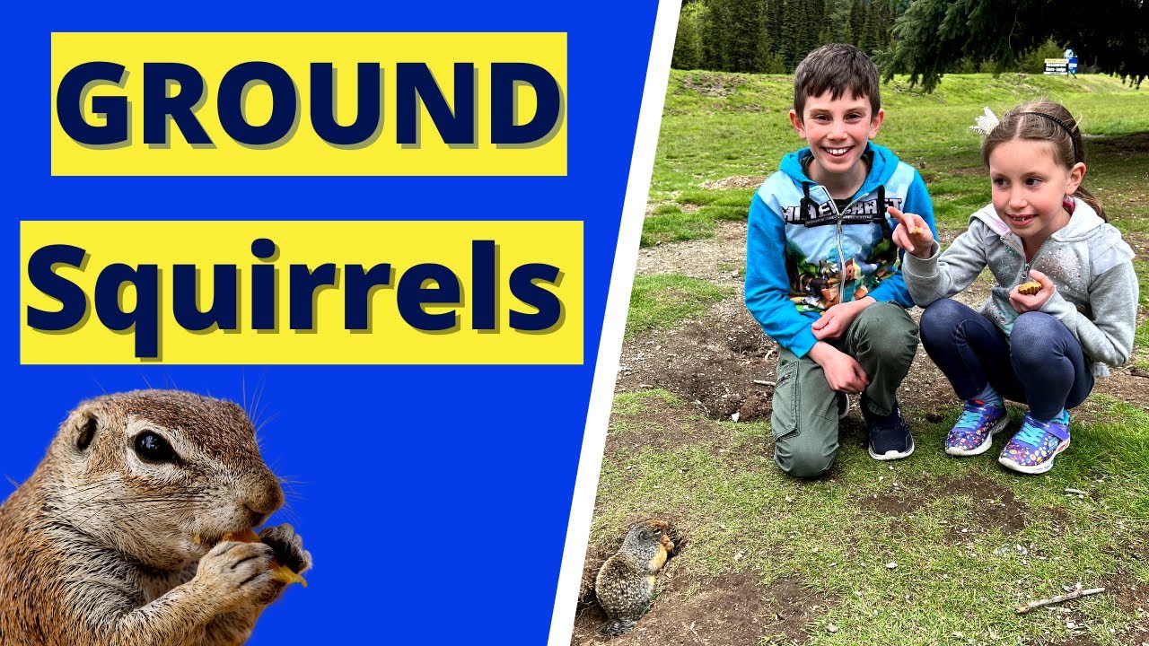 Ground Squirrel Facts