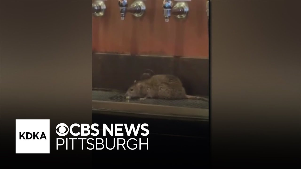 Rat spotted running around beer taps at bar in Pennsylvania