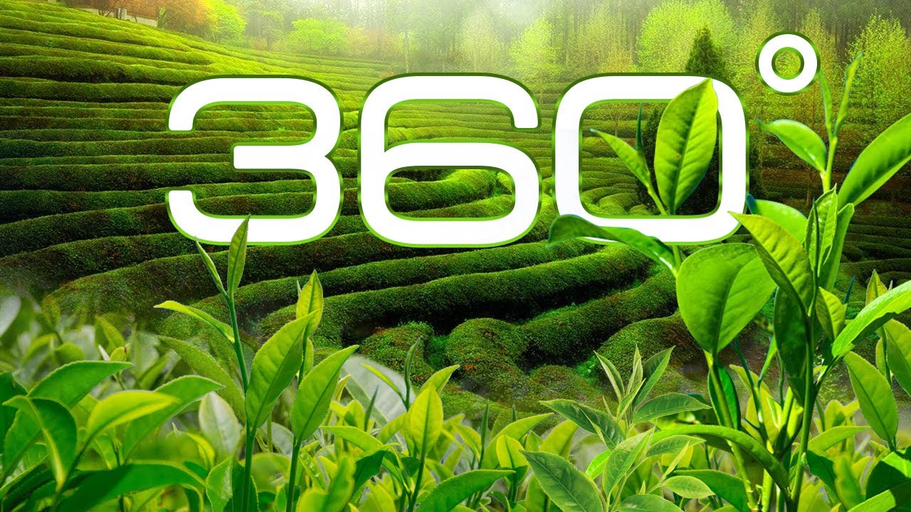 8K 360-Место, где вы можете отдохнуть от городской пыли и шума #Посон #Чайная Плантация