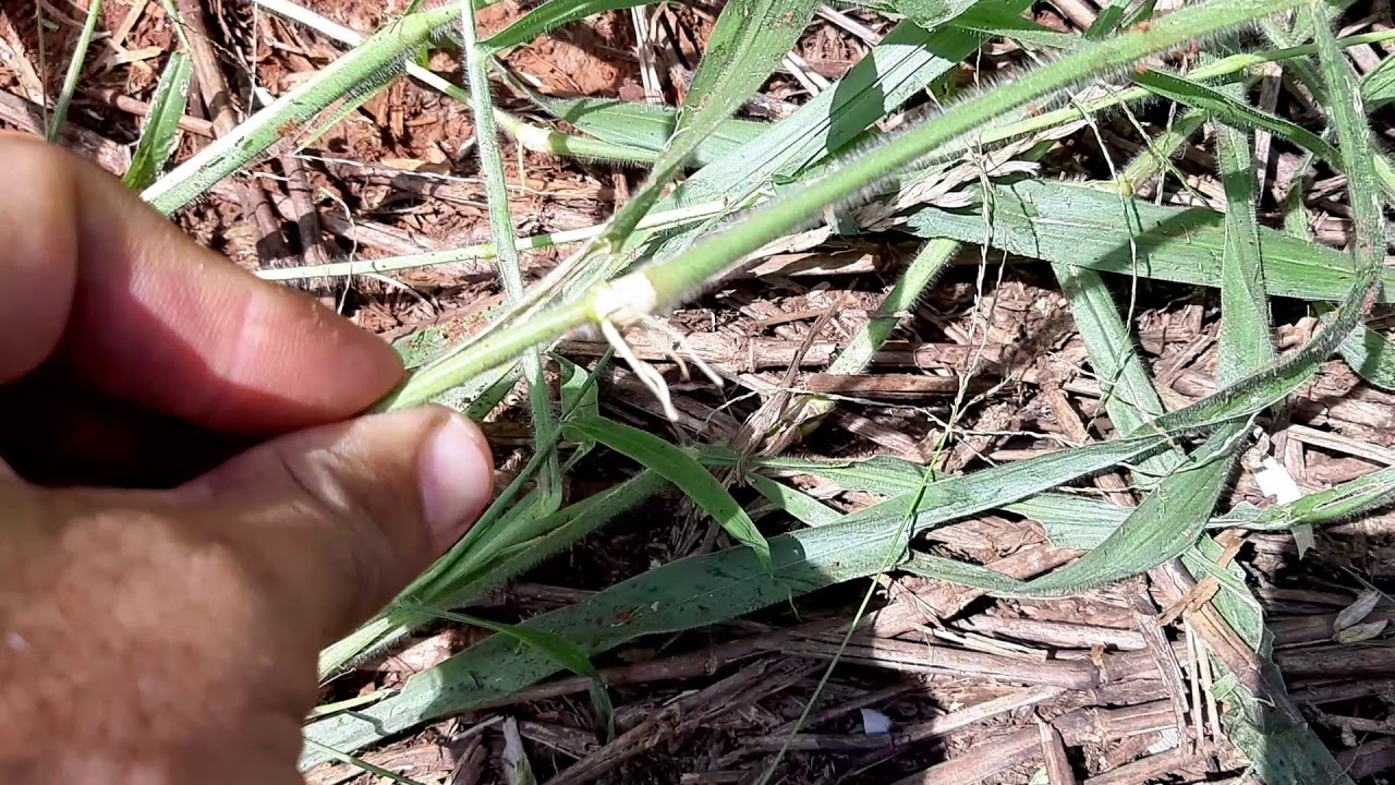 Vídeo sobre braquiária ruziziensis 14