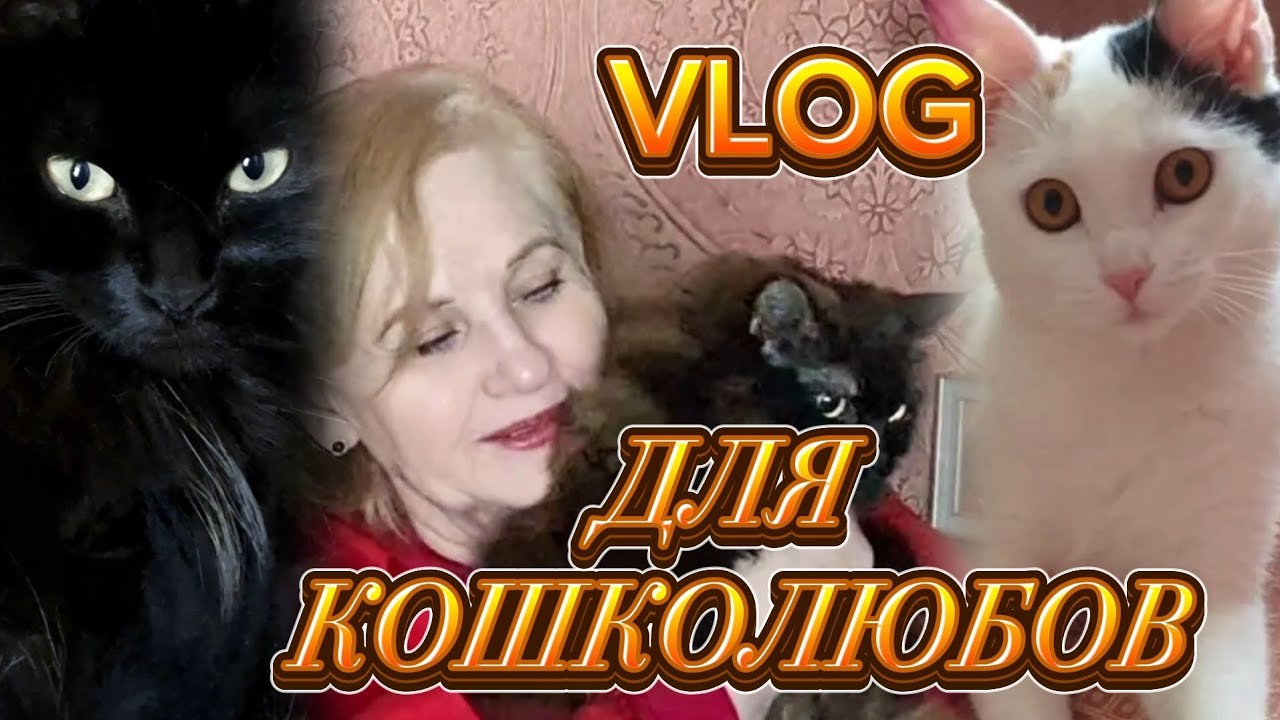 🐱Спасла котенка /Лечим /Надеемся /А моя КотоБанда  встречает весну🪻 #моикотики #добротаспасает  