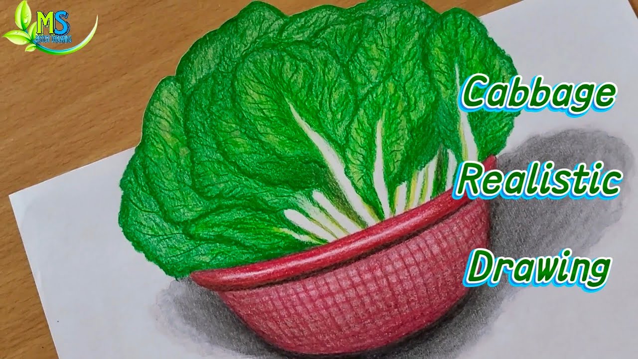 How To Draw Cabbage  Realistic Drawing (Step by step)