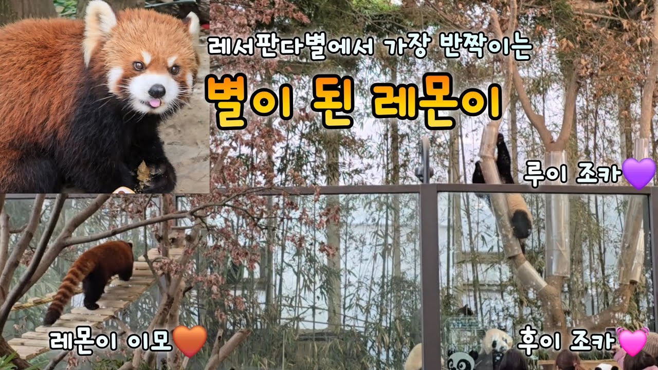 레서판다별로 떠난 레몬아 오래오래 기억할게 사랑해🤎 25년 1월부터 4월 그리고 마지막으로 본 최근 모습 Everland Lesser Panda Lemon