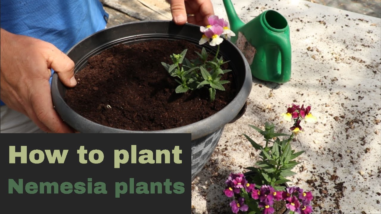 EP170 - How to plant up nemesia plants