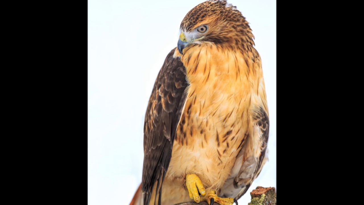 Red-tailed Hawk Calls and Vocalizations