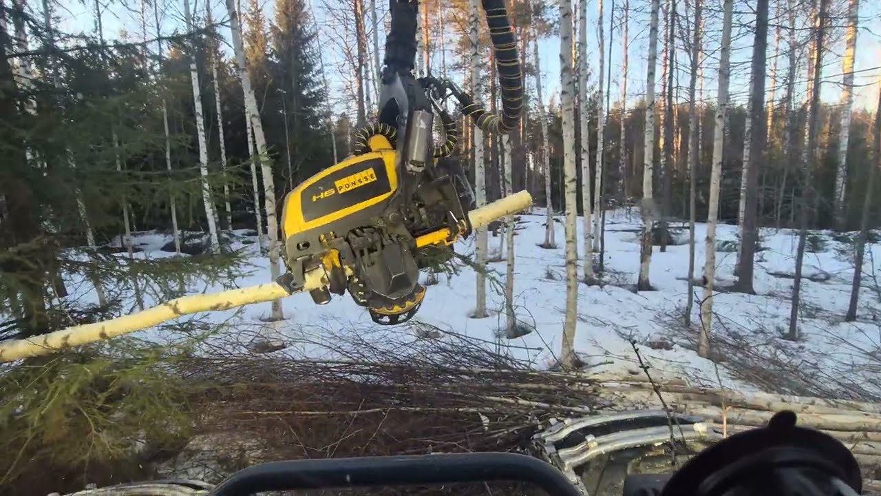 Ilta hämärtyy ja ensiharvennuskulman lopettelua!