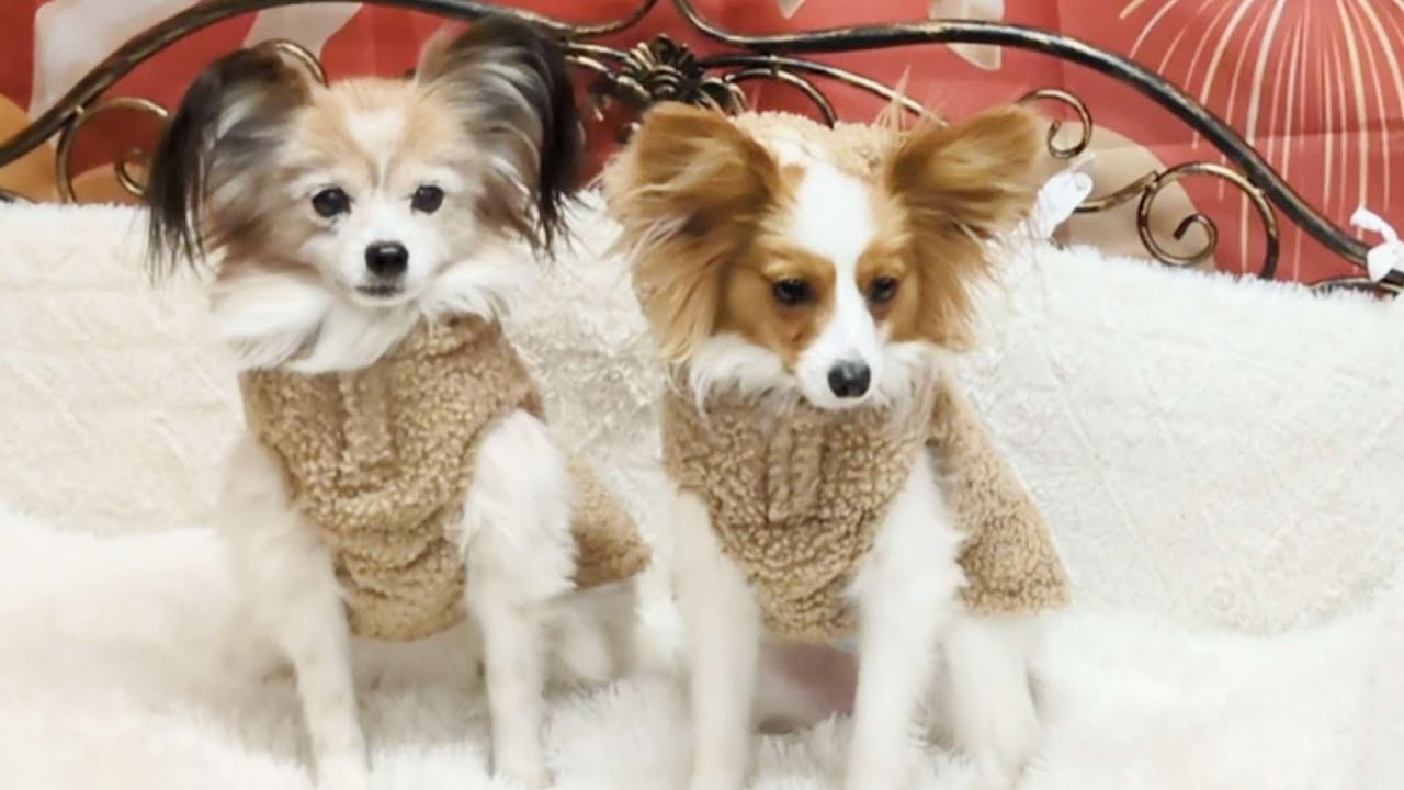 ランチ食べて行きたかったお店に行っておやつ買って来たよ🐶