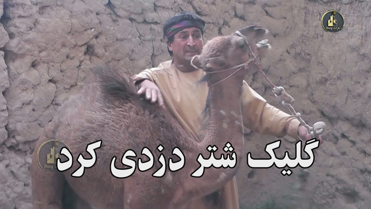 گیلک شتر دزد ی کرد