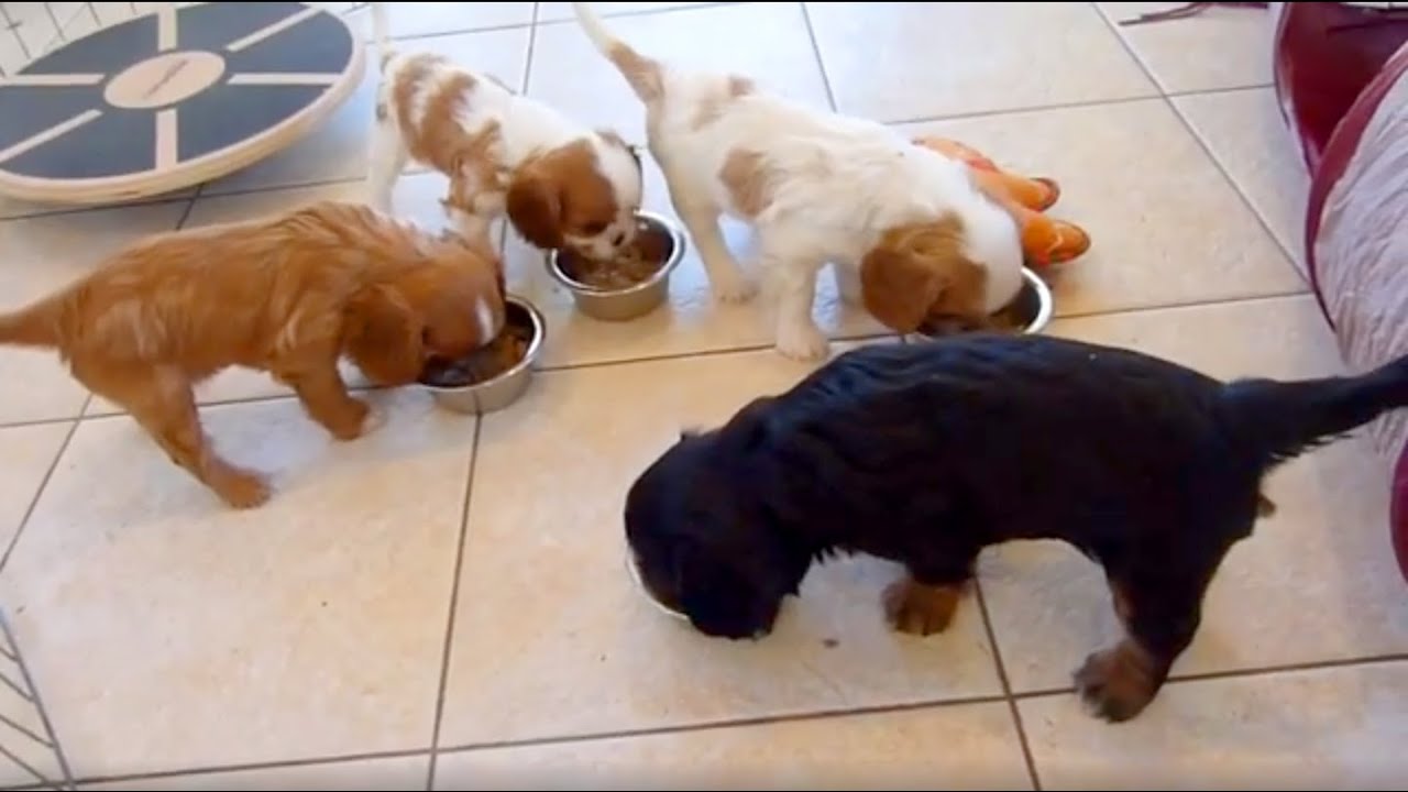 Cavalier Puppy Report - 6 Weeks Old