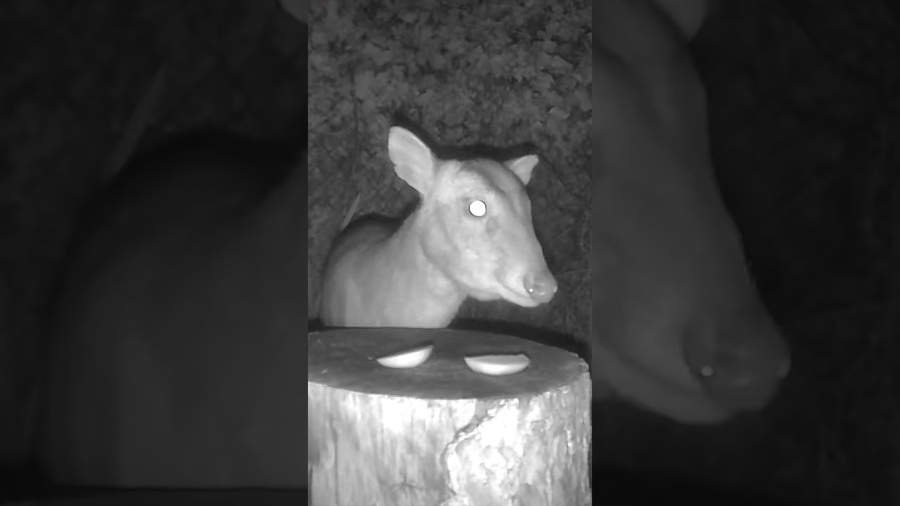 Wild Garden Muntjac Doe #shorts