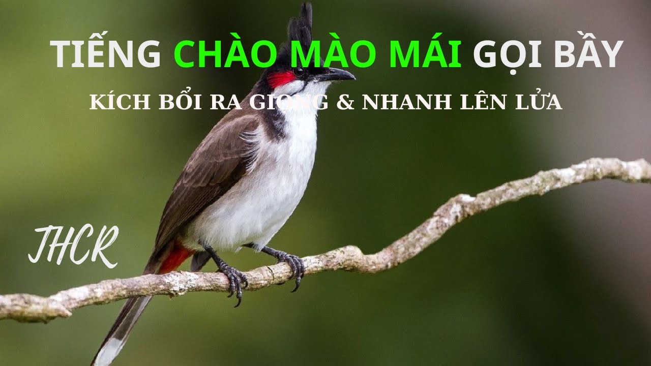 Ch&agrave;o M&agrave;o M&aacute;i Gọi Bầy &ndash; Tiếng Gọi K&iacute;ch Bổi Chuẩn Rừng &ndash; K&iacute;ch Chim Nhanh L&ecirc;n Lửa