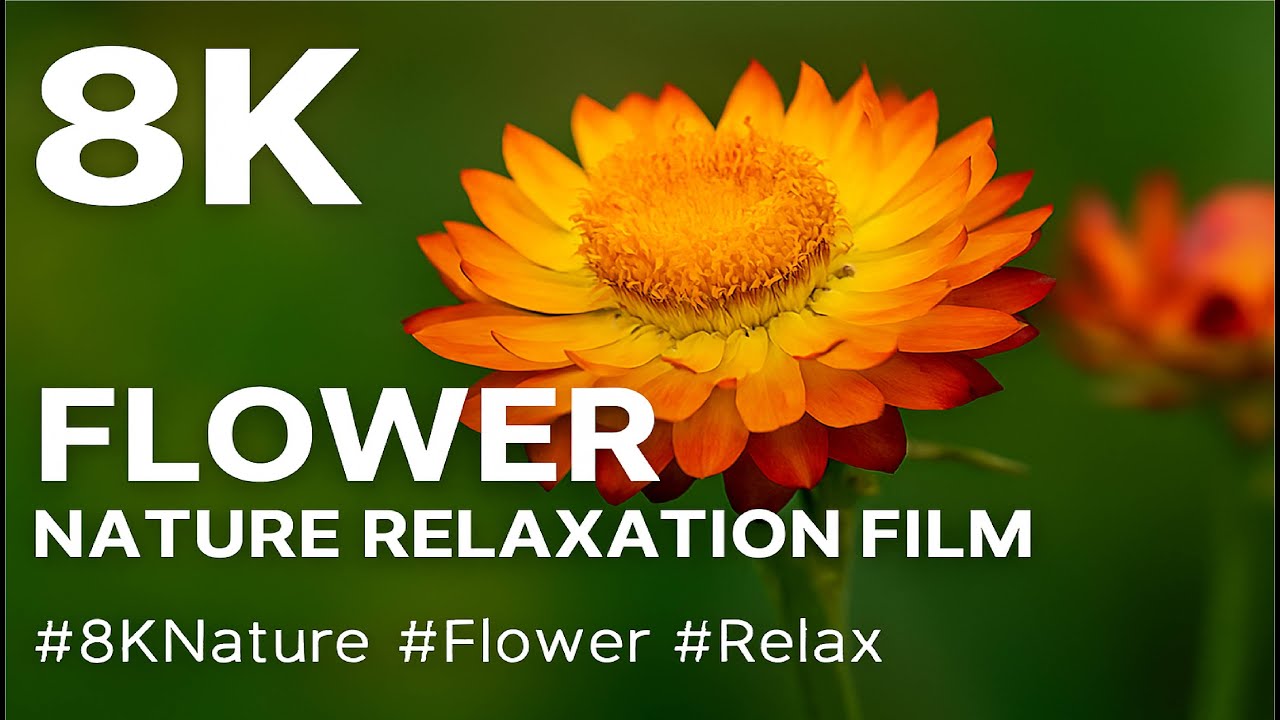 Flower 8K Nature Relaxation Film | Ultra HD Floral Serenity 🌺