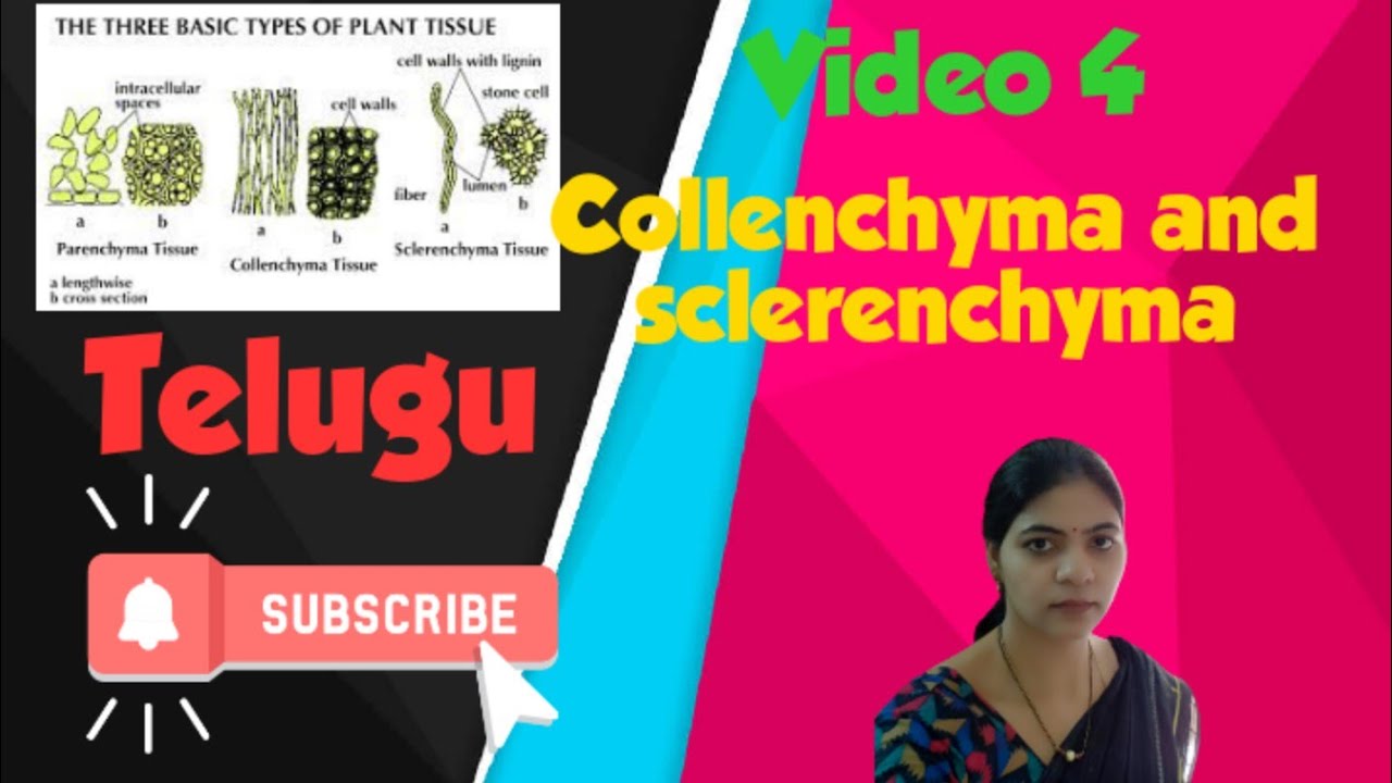 Anatomy of flowering plants l collenchyma and sclerenchyma l Class 11 NCERT Biology l