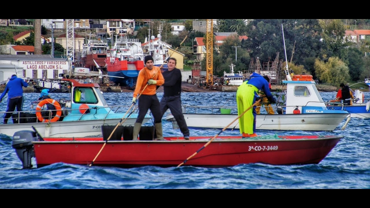 Mariscando dende o barco na ría de Muros e Noia