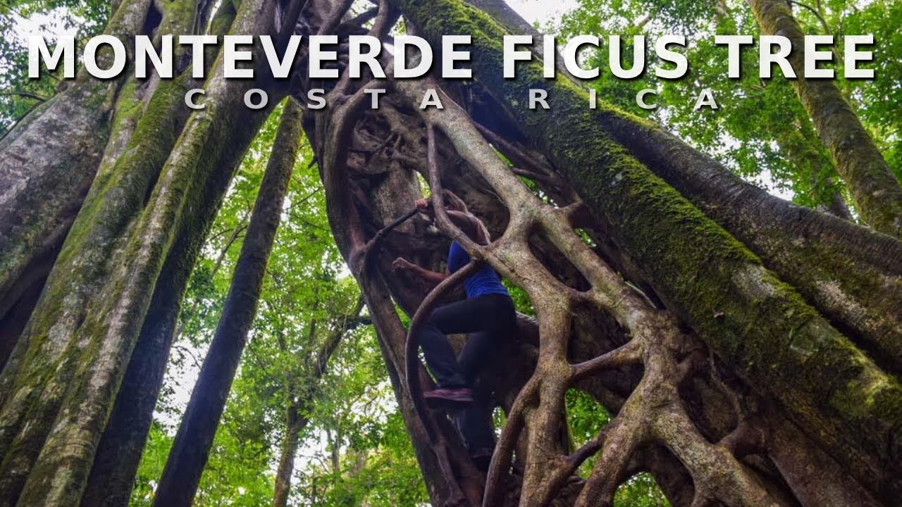 Monteverde Ficus Tree Climb in Costa Rica | Pura Vida Travel