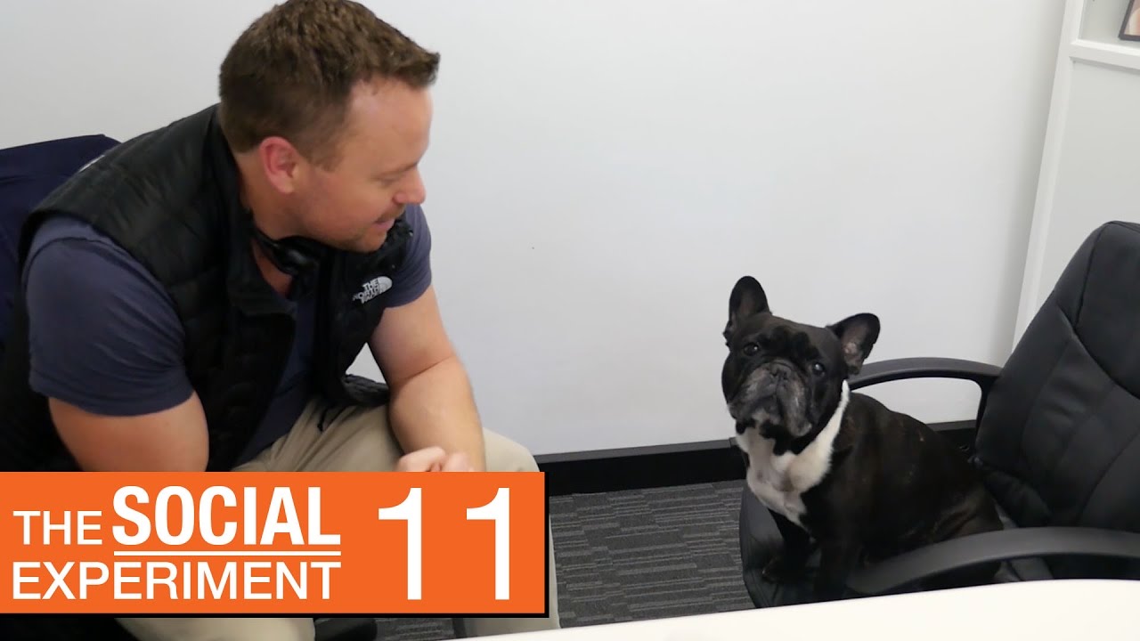 BAT DOG | The Social Experiment 11