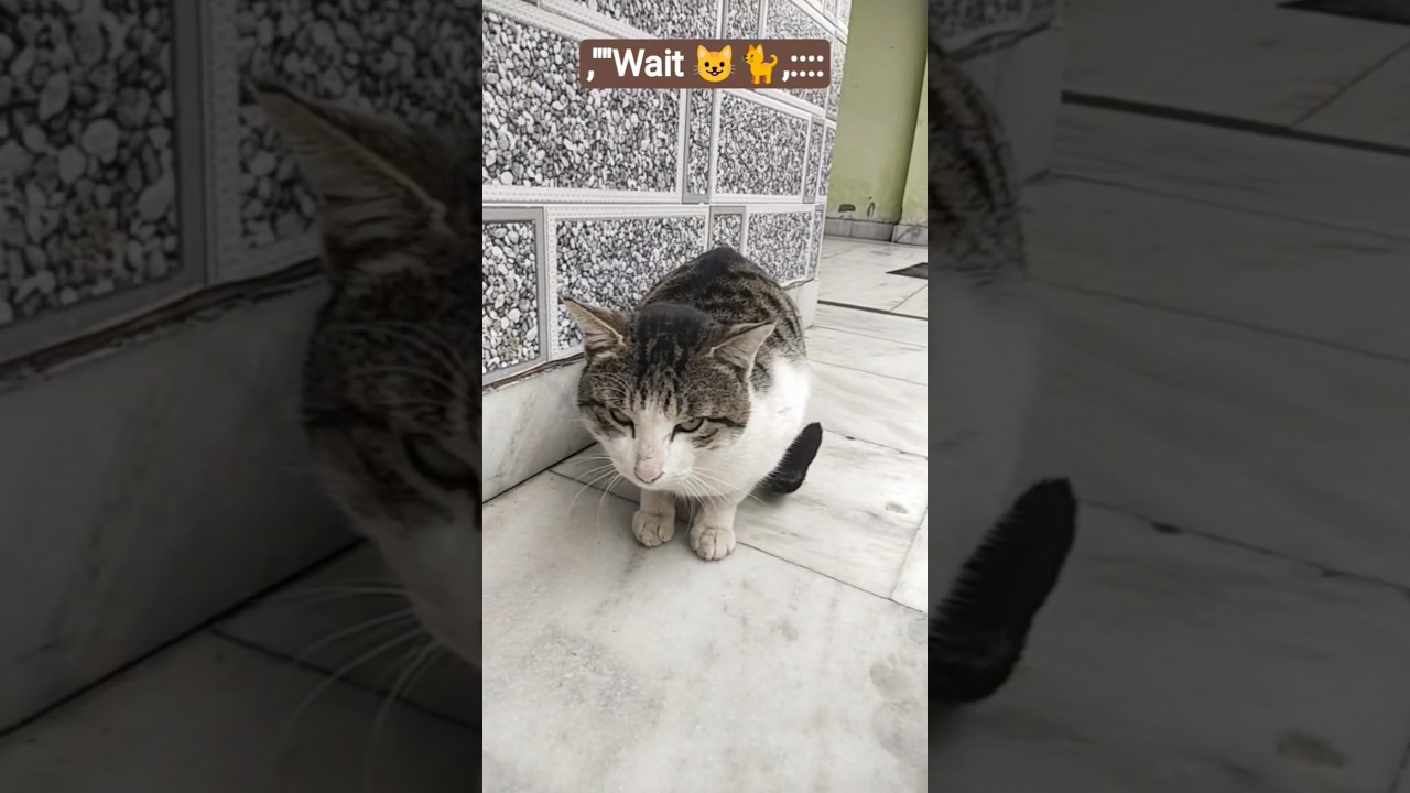 daily pets content 🐈,,,,