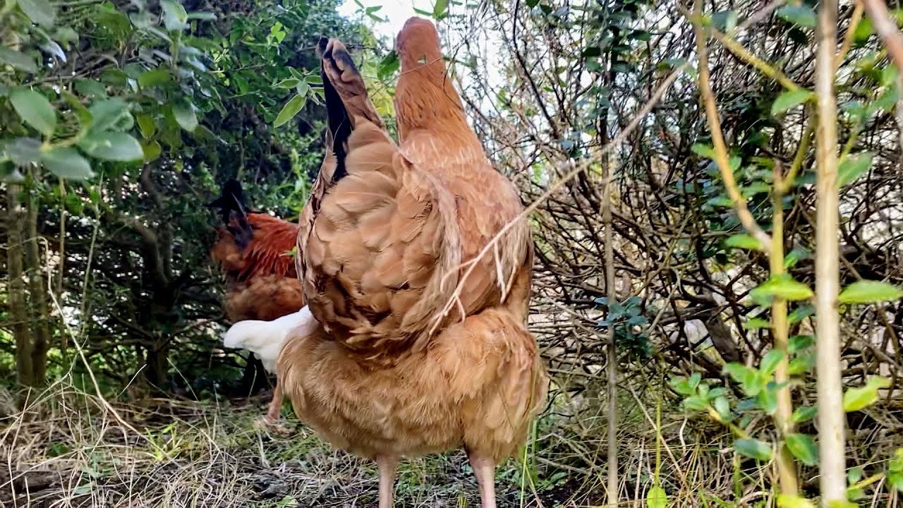 放し飼いのニワトリの散歩を尾行した結果……