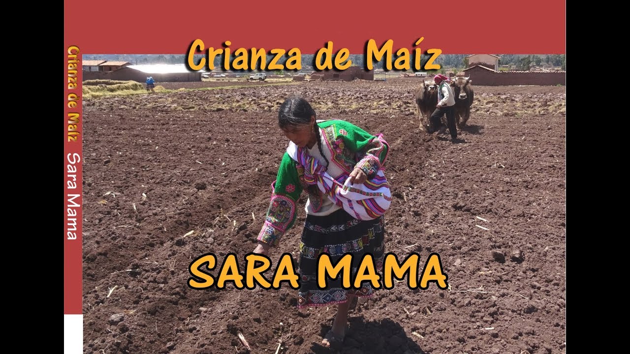 Siembra de Maiz - Sara Mama