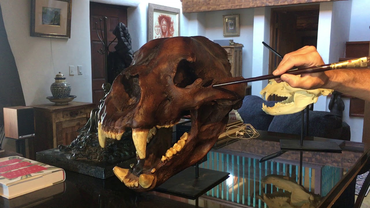 Osteology, Ursidae, Short Faced Bear Skull by Michael Hensley