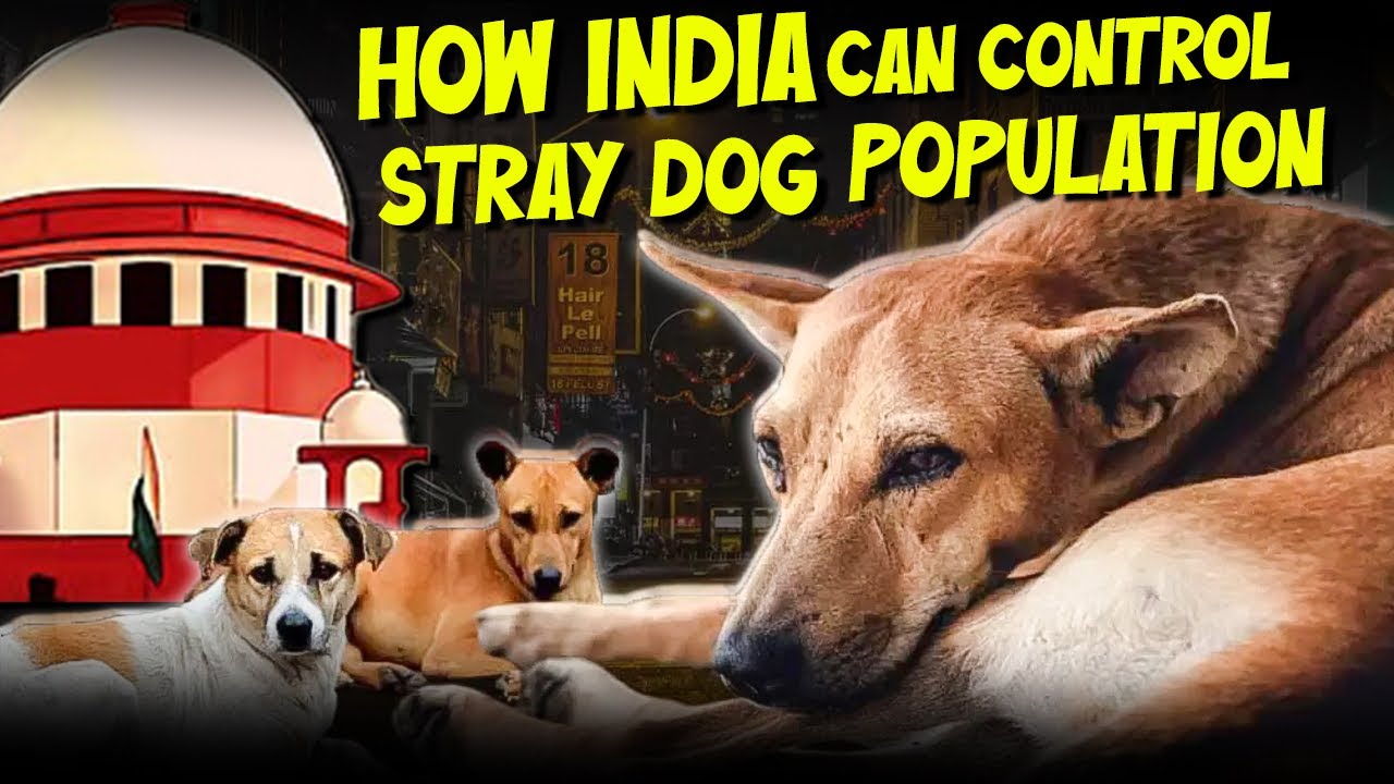 How India Can Control the Stray Dog Population | Humane & Effective Solutions