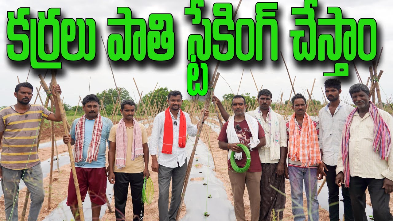 Staking చేస్తాం.. Pruning చేస్తాం