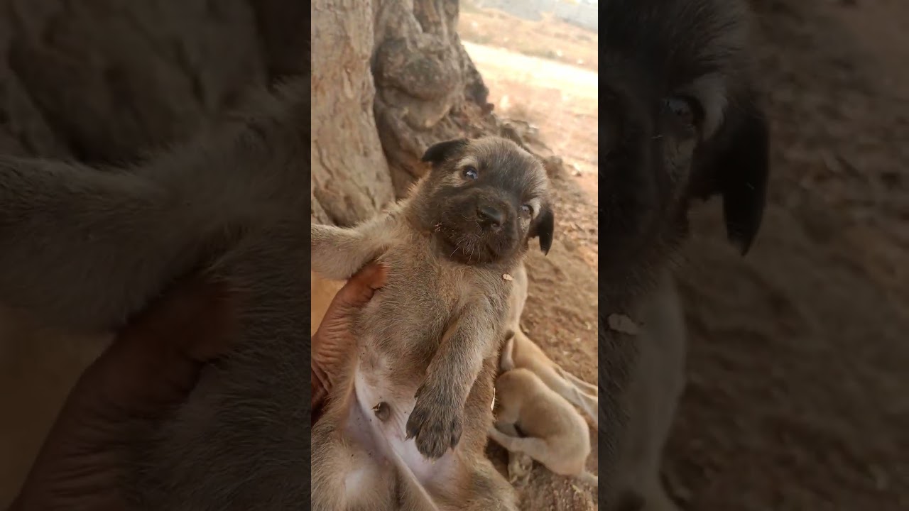Street dog puppies 🥰🐕🐕🥰