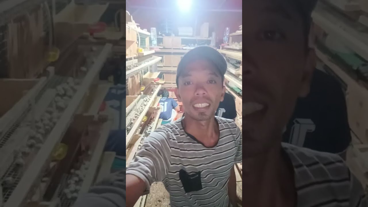 Puyuh Jaya Bersama Bungo sedang live sekarang!