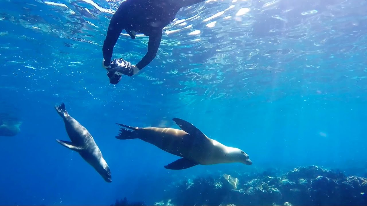 Freediving with Underwater Photographer Luke Inman
