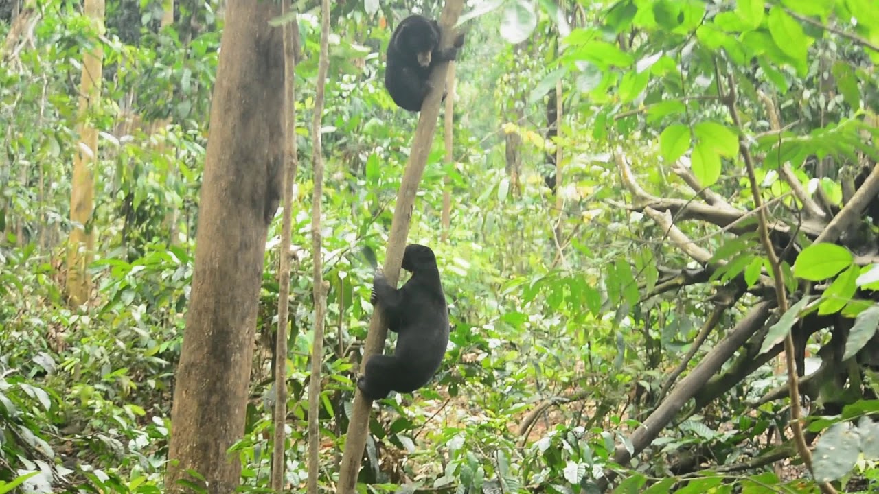 Sun Bear Behavior | Sun Bears Climbing A Tree - Most Arboreal Bear In the World | BSBCC