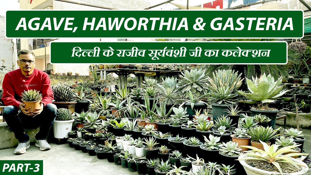 Agave, Haworthia & Gasteria Collections | दिल्ली के राजीव सूर्यवंशी जी का कलेक्शन | 12+ Yr Exp