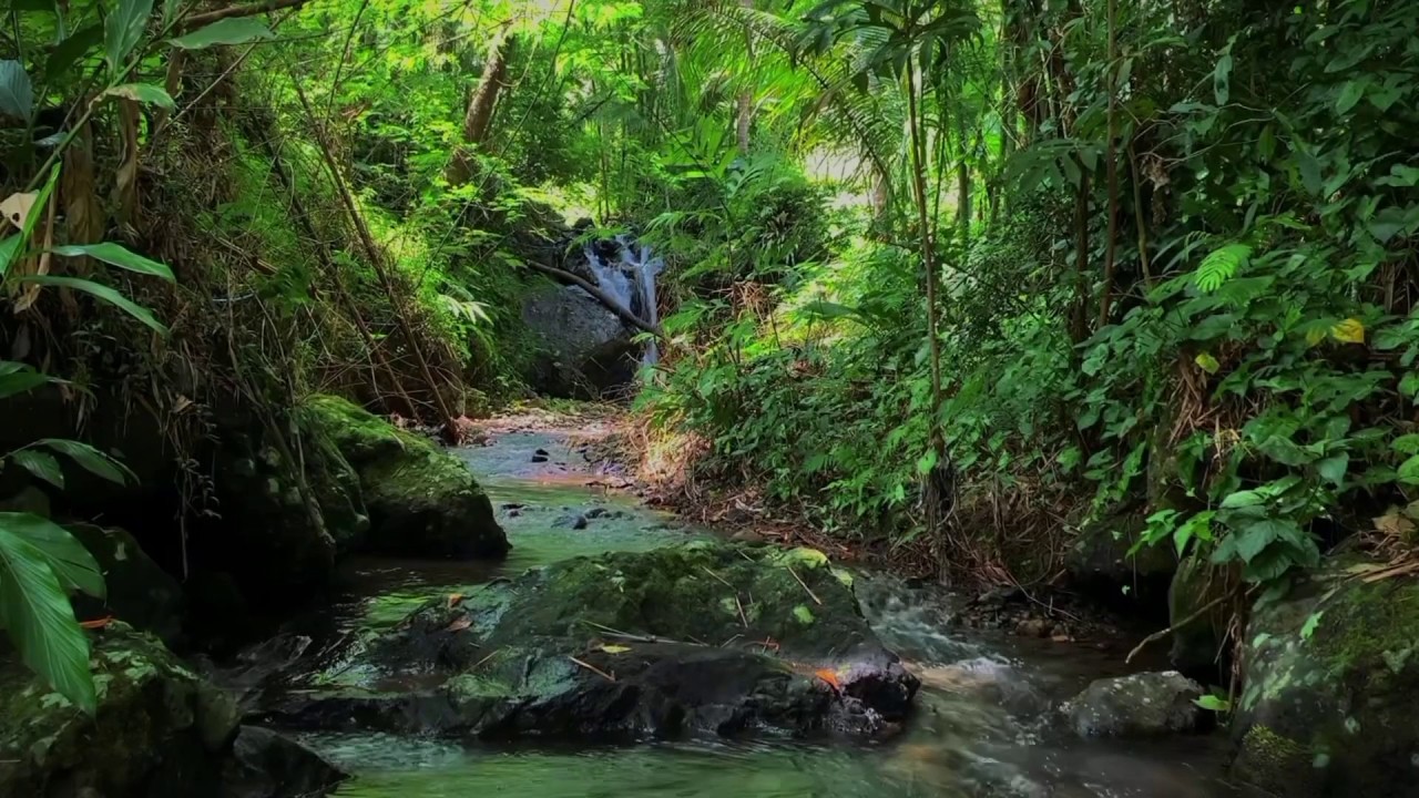 Relaxing Tropical Rainforest  – Clear River Sounds & Wild Bird Songs