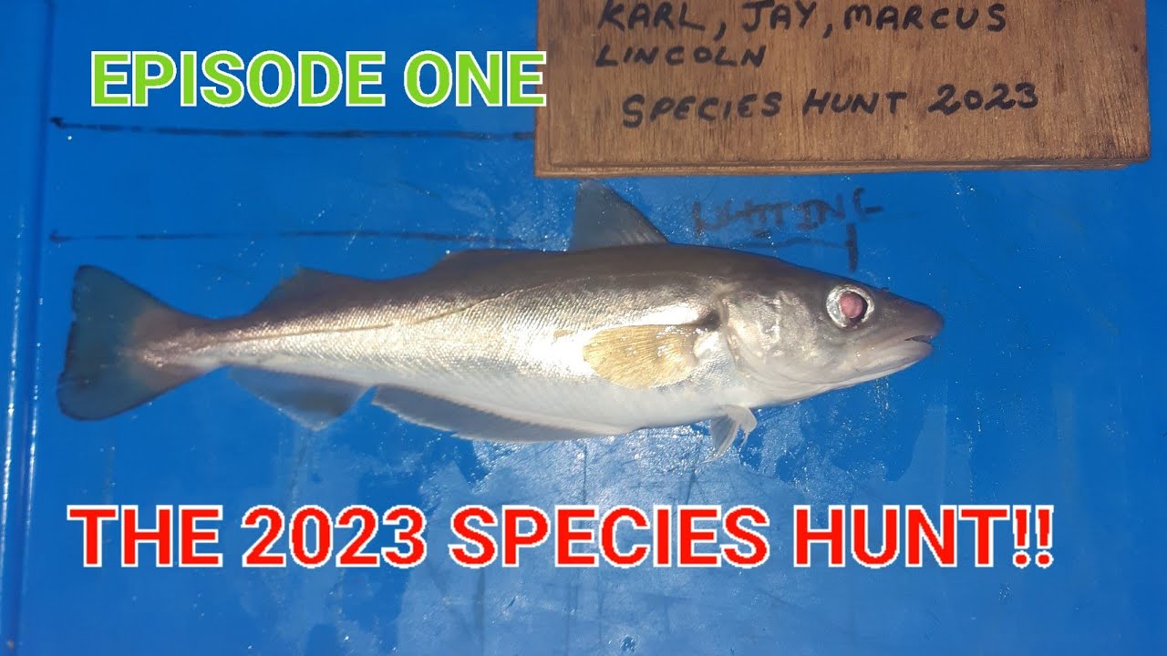 The Species Hunt 2023| Dab | Whiting | Episode One - Bridlington Harbour Wall