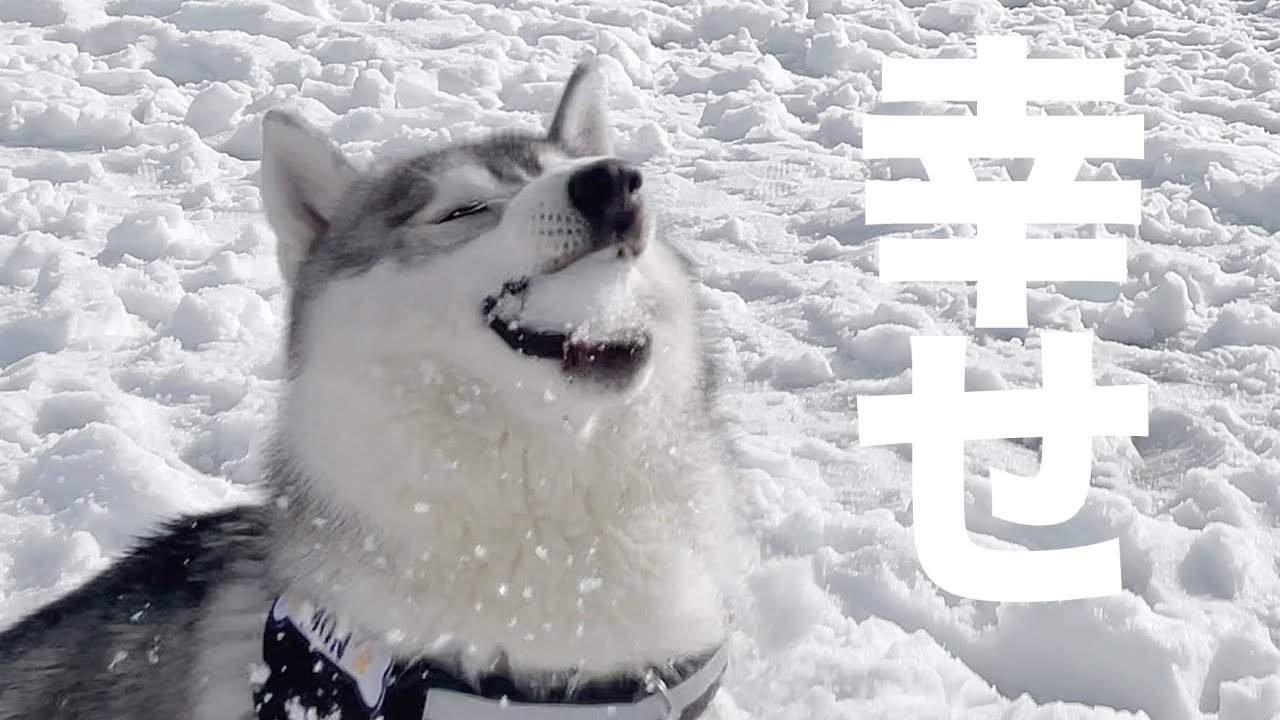 雪をパンパンに頬張り幸せを噛み締める愛犬がこちらw