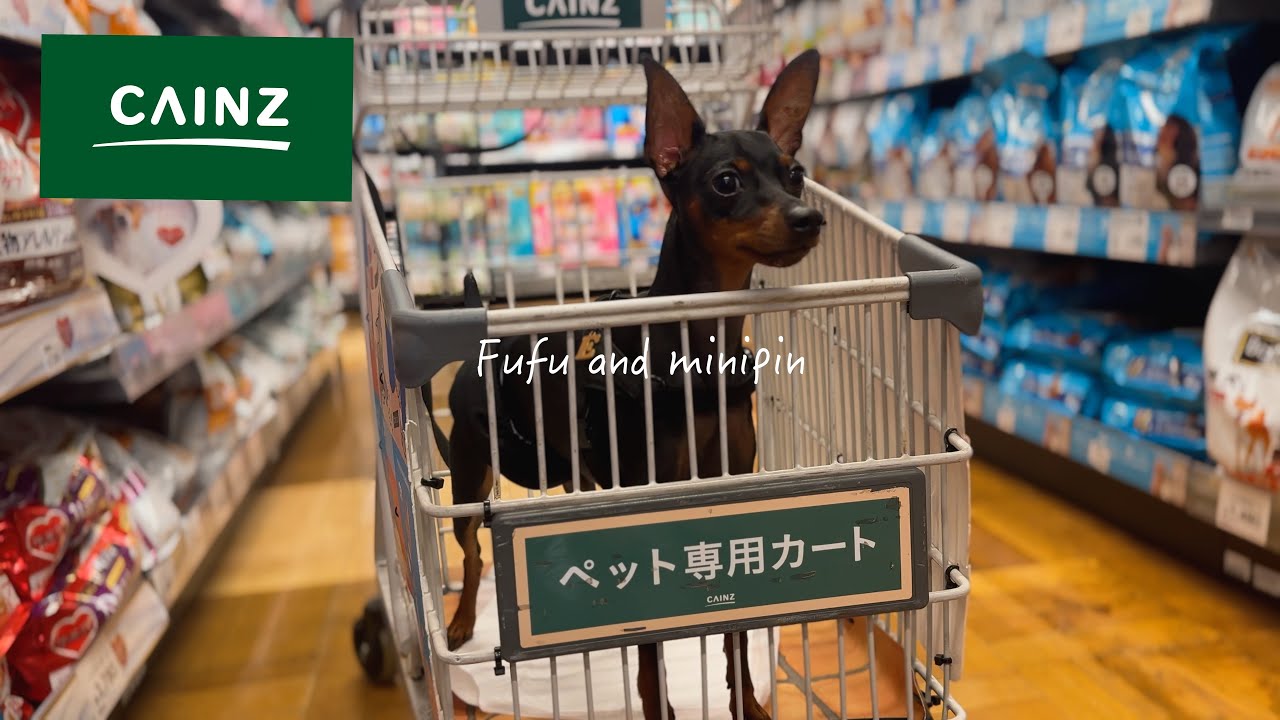 カインズでエルくんと初お買い物！ペット用品が充実で最高でした。shopping,Vlog