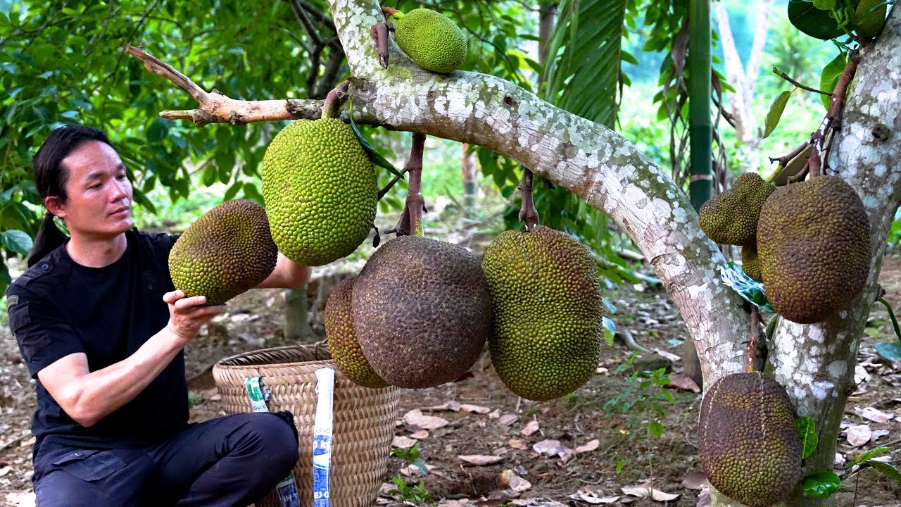 Full video Harvest Jackfruit, Chili, Cucumber, Sugarcane To Make Cakes And Cook Traditional