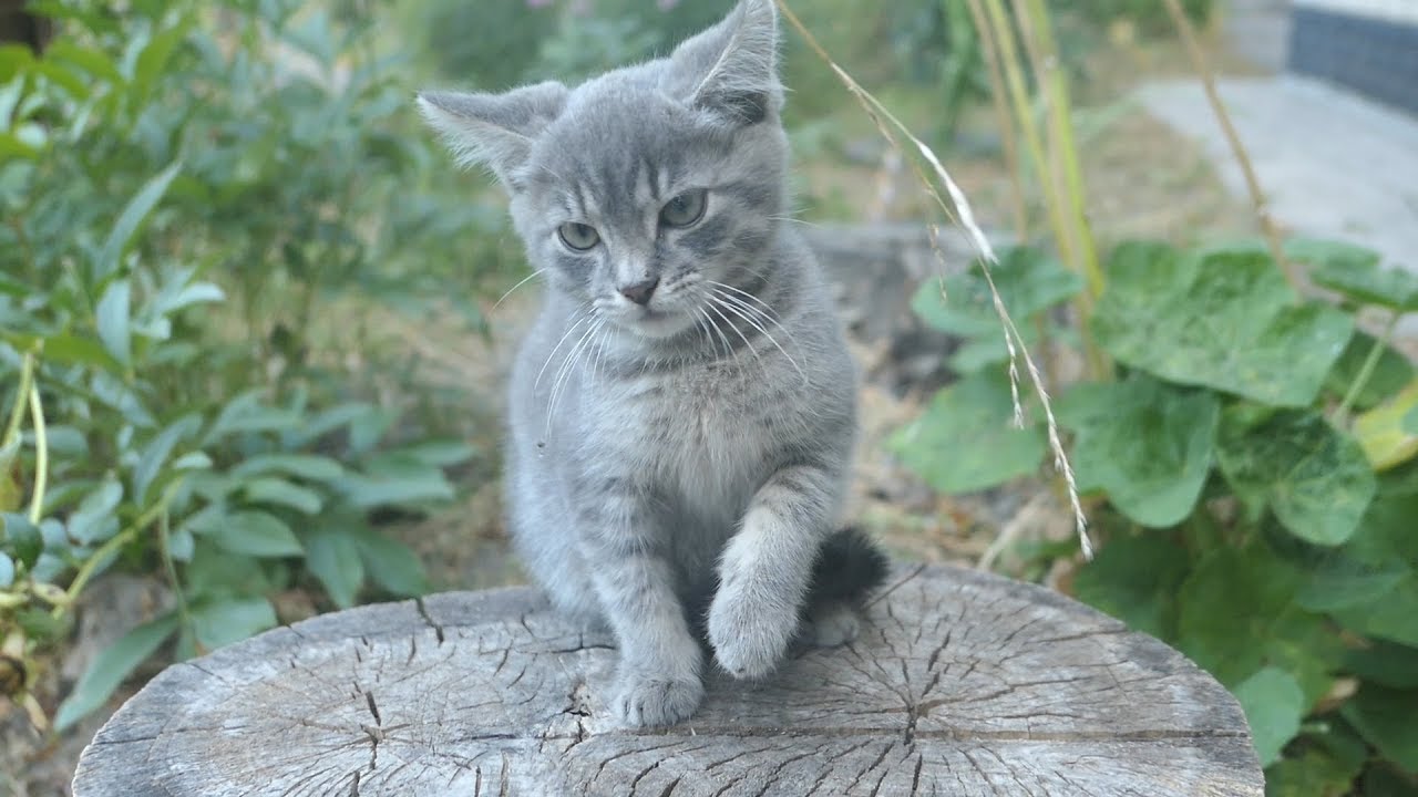 The kitten is happy but mother cat is afraid of me