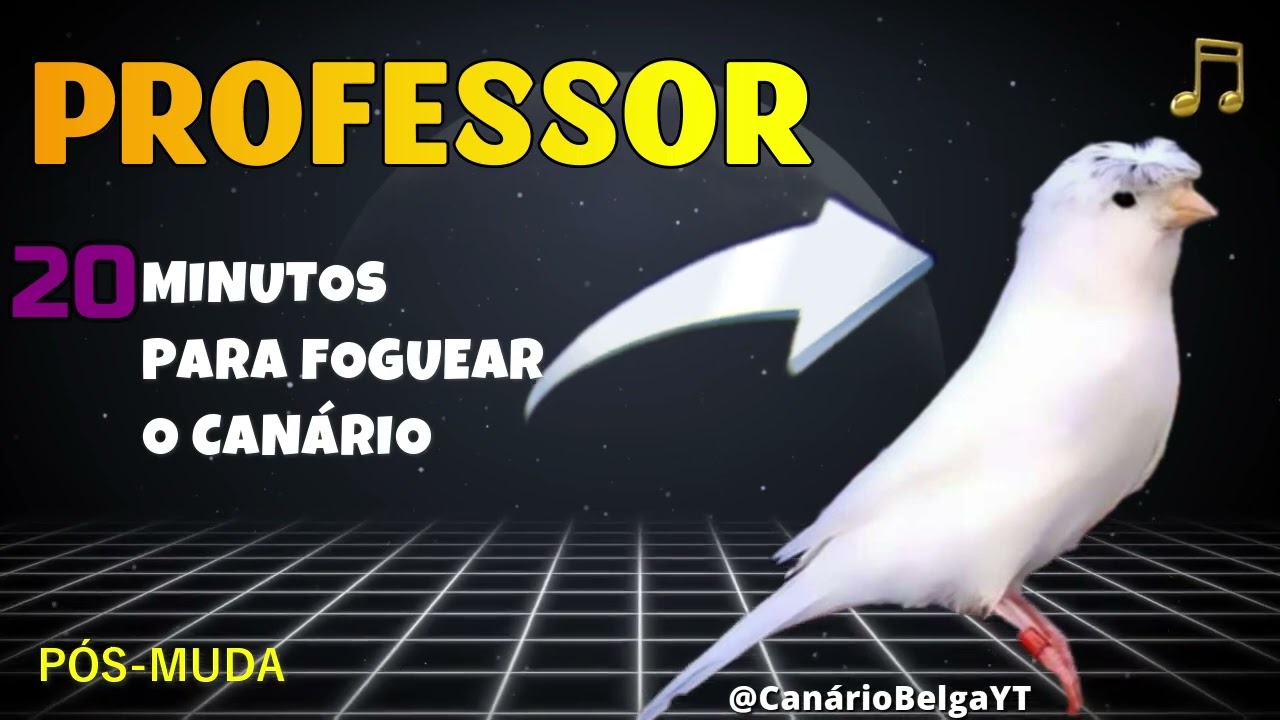 EXCELENTE! Como fazer Canário Belga VOLTAR A CANTAR? CANTO CAMPAINHA para ESQUENTAR Canary