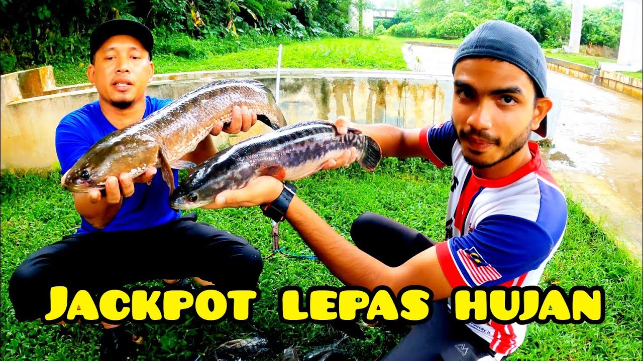 Sauk Ikan Haruan Dan Toman Bersama Long Tiger #gengdunia