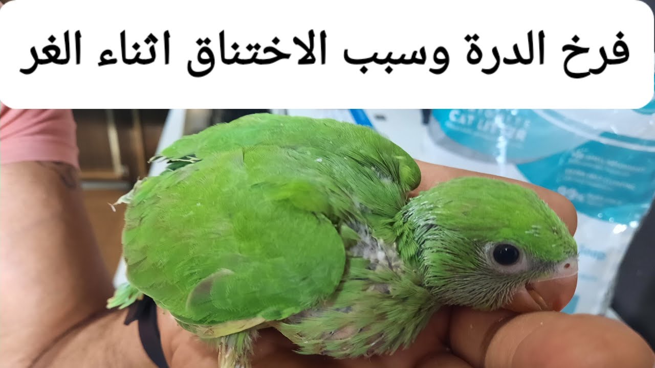 فرخ الدرة ومشاكل الاختناق والغر الصحيح#موسوعة_الببغاء