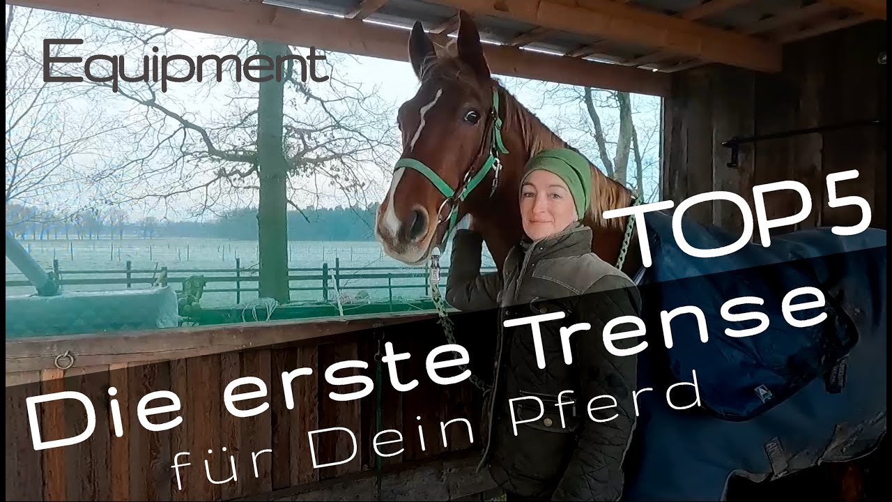 Top 5 - Anwendungstipps für die 1. Trense Deines Pferdes