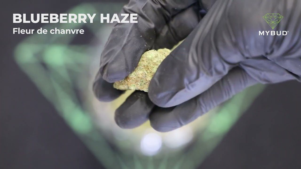 Fleur de CBD Blueberry Haze - Ar&ocirc;mes de Fruits Rouges, Culture en Int&eacute;rieur