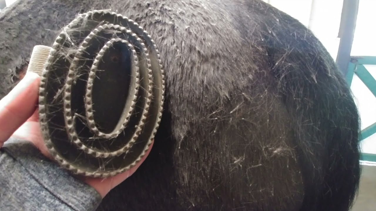 Name That Equine Skin Disease
